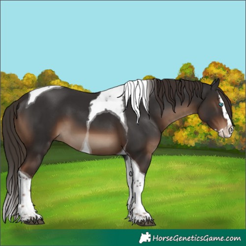 Horse Color:Liver Chestnut Splash Tobiano 