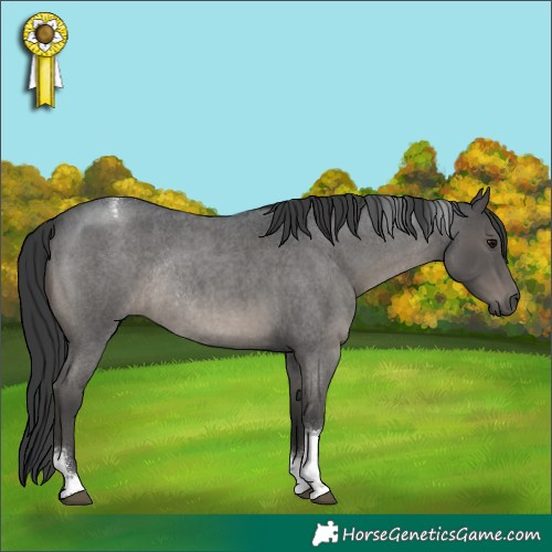 Horse Color:Blue Roan Tobiano Rabicano 