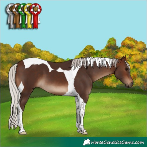 Horse Color:Silver Brown Tobiano 