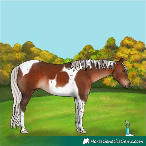Horse Color:Silver Brown Tobiano 