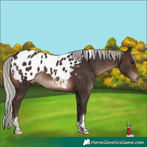 Horse Color:Silver Brown Tobiano Blanket 