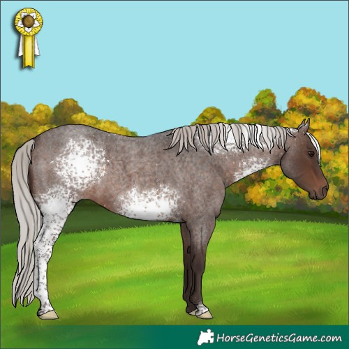 Horse Color:White Spotted Silver Brown Roan 