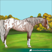Horse Color:Silver Brown Roan Appaloosa 