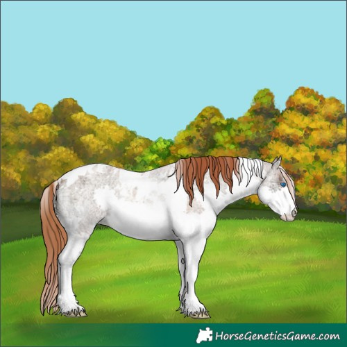 Horse Color:Red Onyx Ice Roan Splash Tobiano Rabicano 
