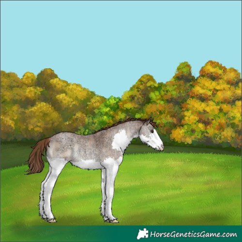 Horse Color:Liver Red Onyx Ice Roan Pearl Splash Rabicano 