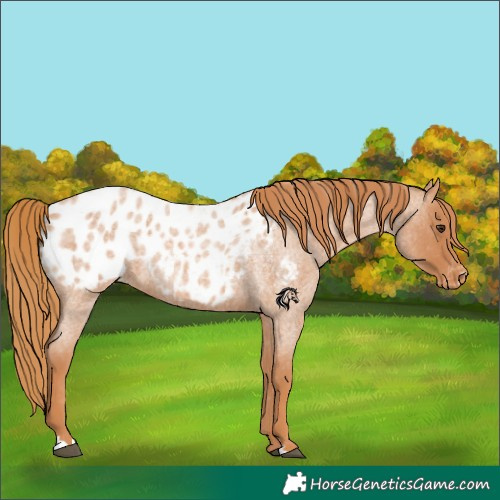 Horse Color:Red Roan Appaloosa 