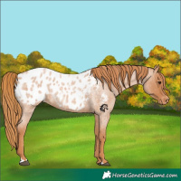 Horse Color:Red Roan Appaloosa 