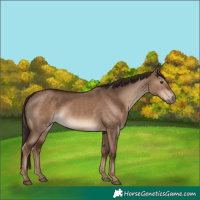 Horse Color:Liver Red Dun Rabicano 
