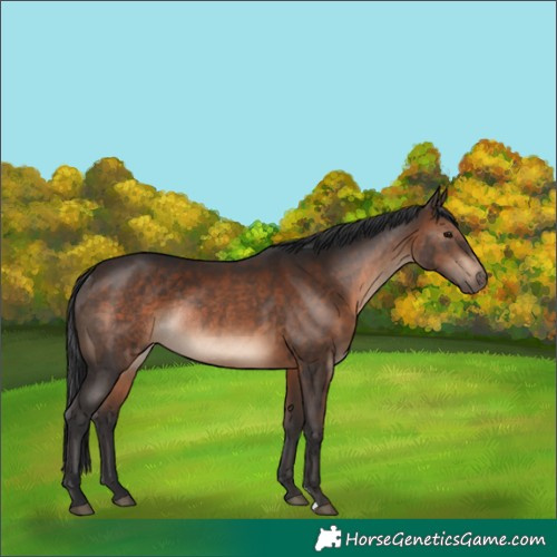 Horse Color:Brown Rabicano 