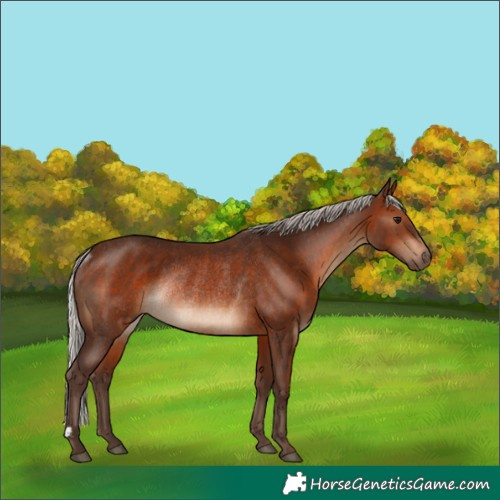 Horse Color:Silver Brown Rabicano