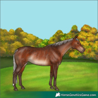 Horse Color:Silver Brown Rabicano 