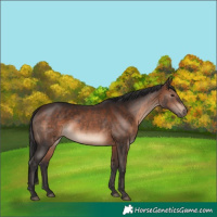 Horse Color:Brown Rabicano 