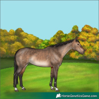 Horse Color:Brown Dun Rabicano 