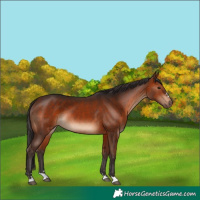 Horse Color:Bay Rabicano 