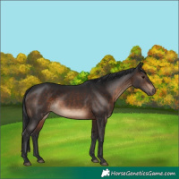 Horse Color:Brown Rabicano 