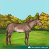 Horse Color:Liver Red Dun Rabicano 