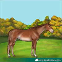 Horse Color:Chestnut Rabicano 