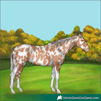 Horse Color:Silver Amber Champagne Tobiano Appaloosa Rabicano 