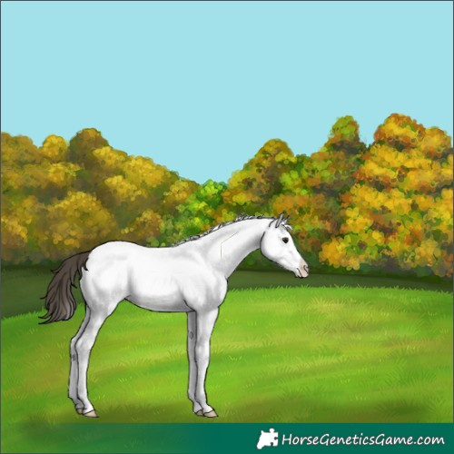 Horse Color:White Spotted Buckskin Splash 