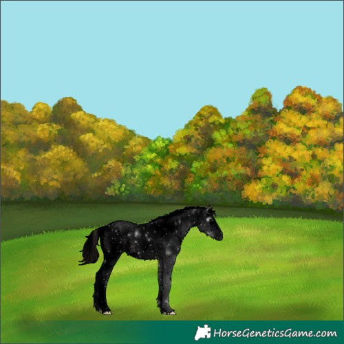 Horse Color:Gray Void White Spotted Bay Ice Splash Tobiano 