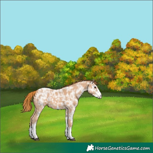 Horse Color:Chestnut Ice Sabino