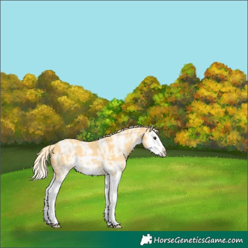 Horse Color:Palomino Ice Sabino Splash