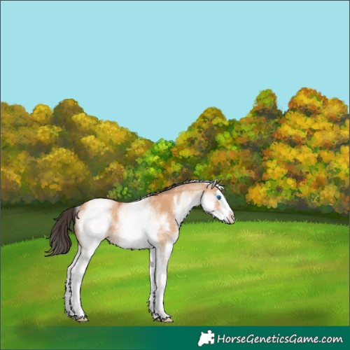 Horse Color:White Spotted Bay Dun Splash
