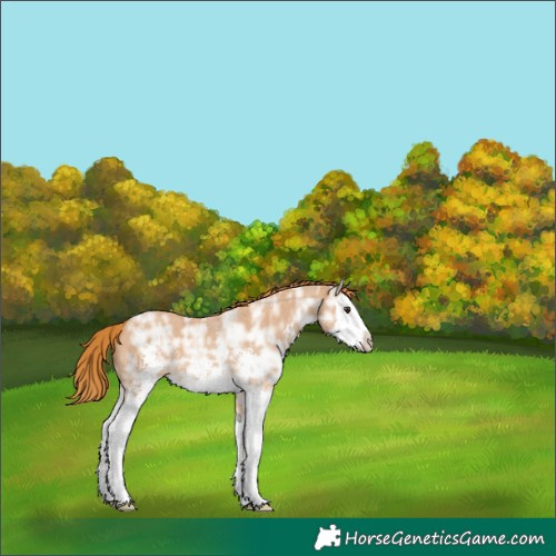 Horse Color:Chestnut Ice Sabino Splash