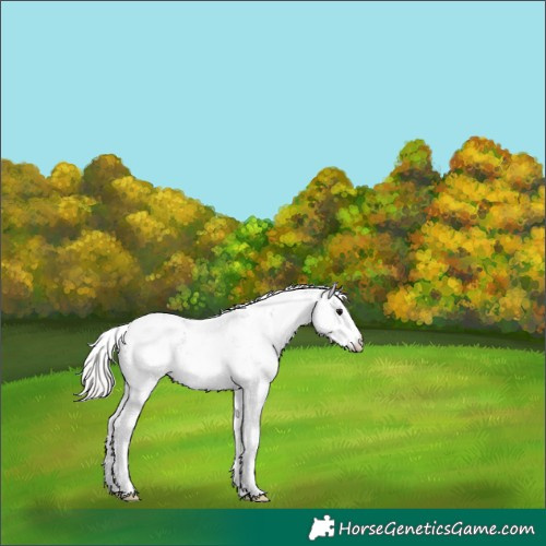 Horse Color:Silver Black Ice Sabino 