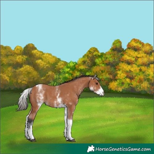 Horse Color:White Spotted Bay Tobiano Appaloosa