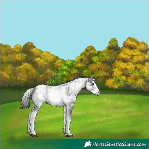 Horse Color:White Spotted Black Ice Splash 