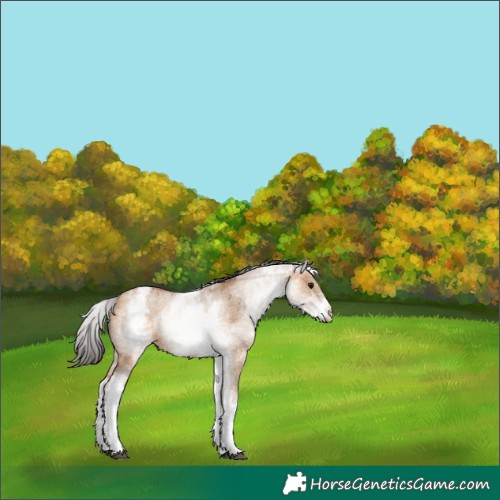 Horse Color:White Spotted Bay Dun