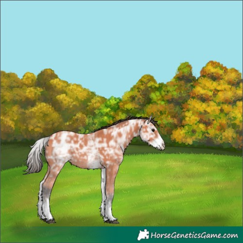 Horse Color:White Spotted Bay Ice 