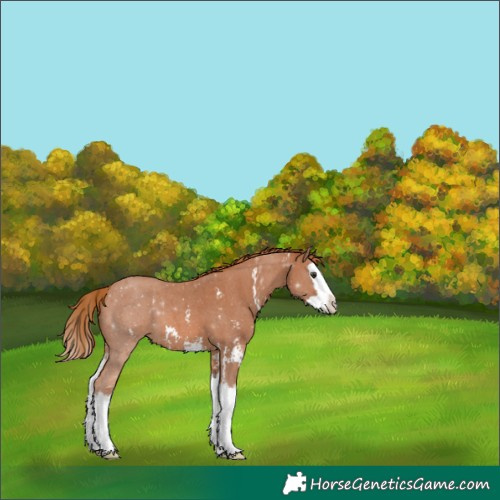 Horse Color:Chestnut Sabino Splash