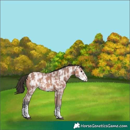Horse Color:Bay Ice Sabino 