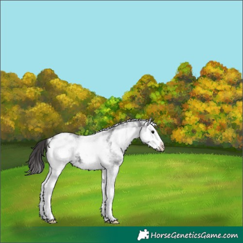 Horse Color:White Spotted Smoky Black Splash 