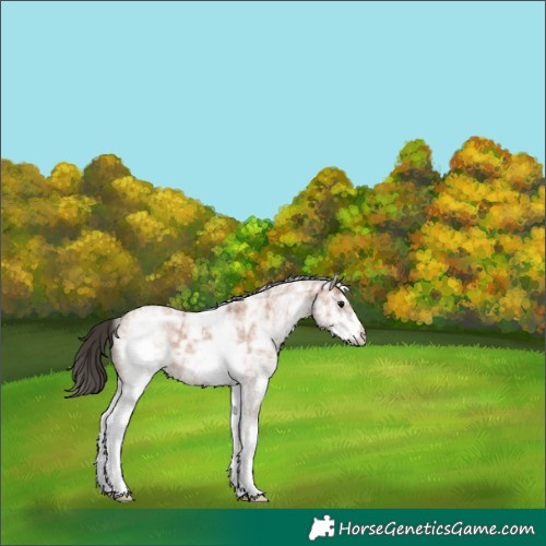 Horse Color:White Spotted Bay Ice 