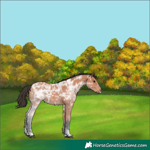 Horse Color:Bay Ice Sabino 