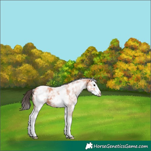 Horse Color:White Spotted Bay Ice Splash