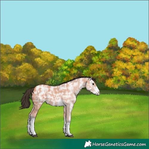 Horse Color:Bay Ice Sabino 