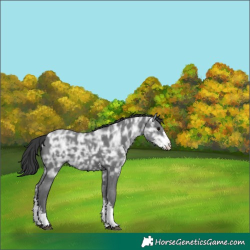 Horse Color:Black Ice Sabino 