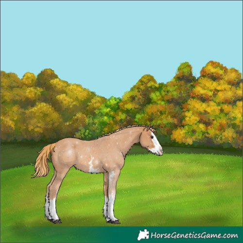 Horse Color:Chestnut Sabino Splash 