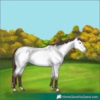 Horse Color:Chocolate Buckskin Chinchilla Dun Rabicano 
