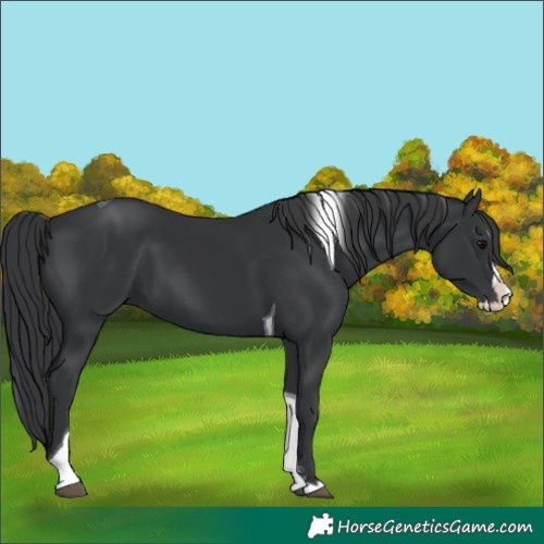 Horse Color:Black Splash Tobiano 