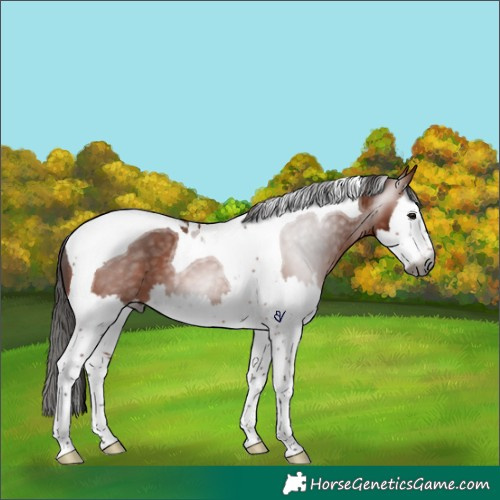 Horse Color:Gray Bay Splash Tobiano 