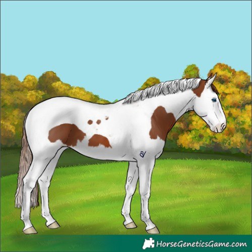 Horse Color:Chestnut Splash Tobiano 
