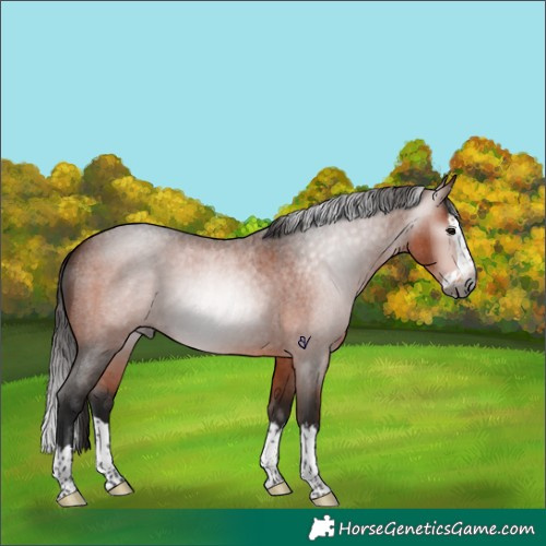 Horse Color:Gray Bay Roan Splash 