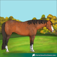 Horse Color:Bay 