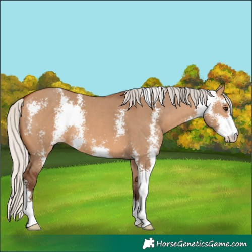 Horse Color:Silver Bay Dun Sabino 