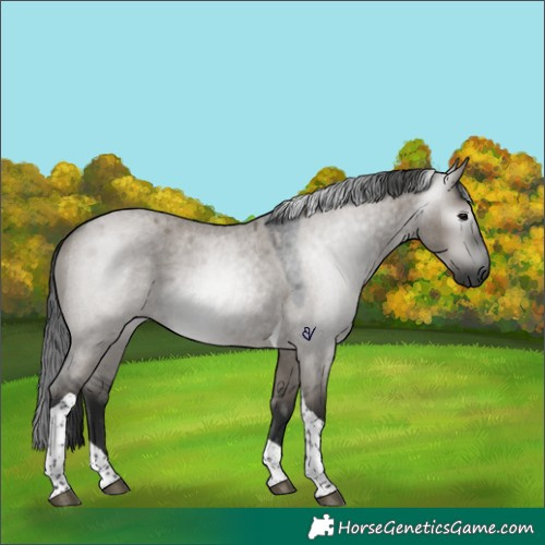 Horse Color:Gray Grullo Roan Tobiano 